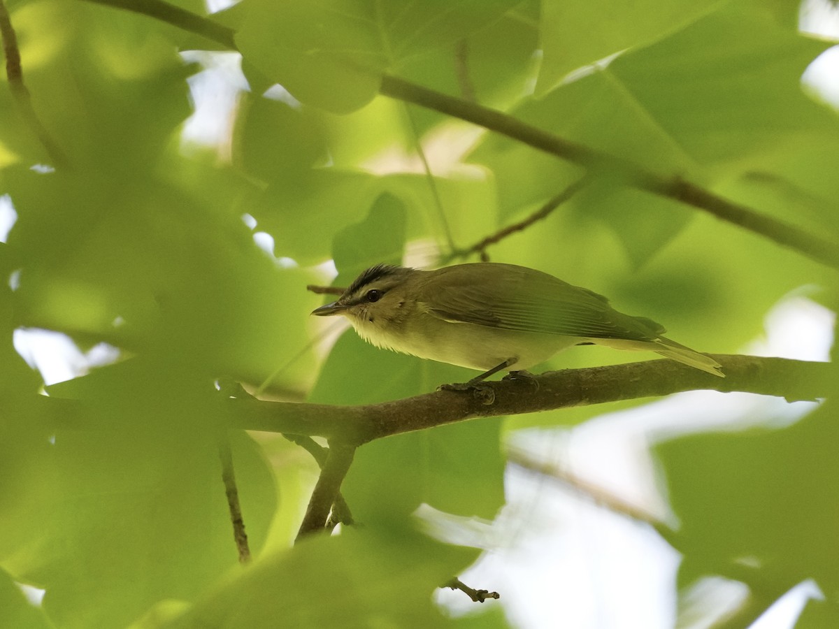 Red-eyed Vireo - ML635338798