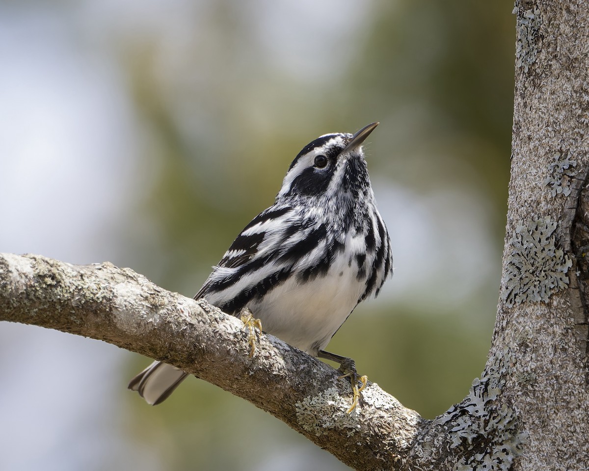 Reinita Trepadora - ML635338801