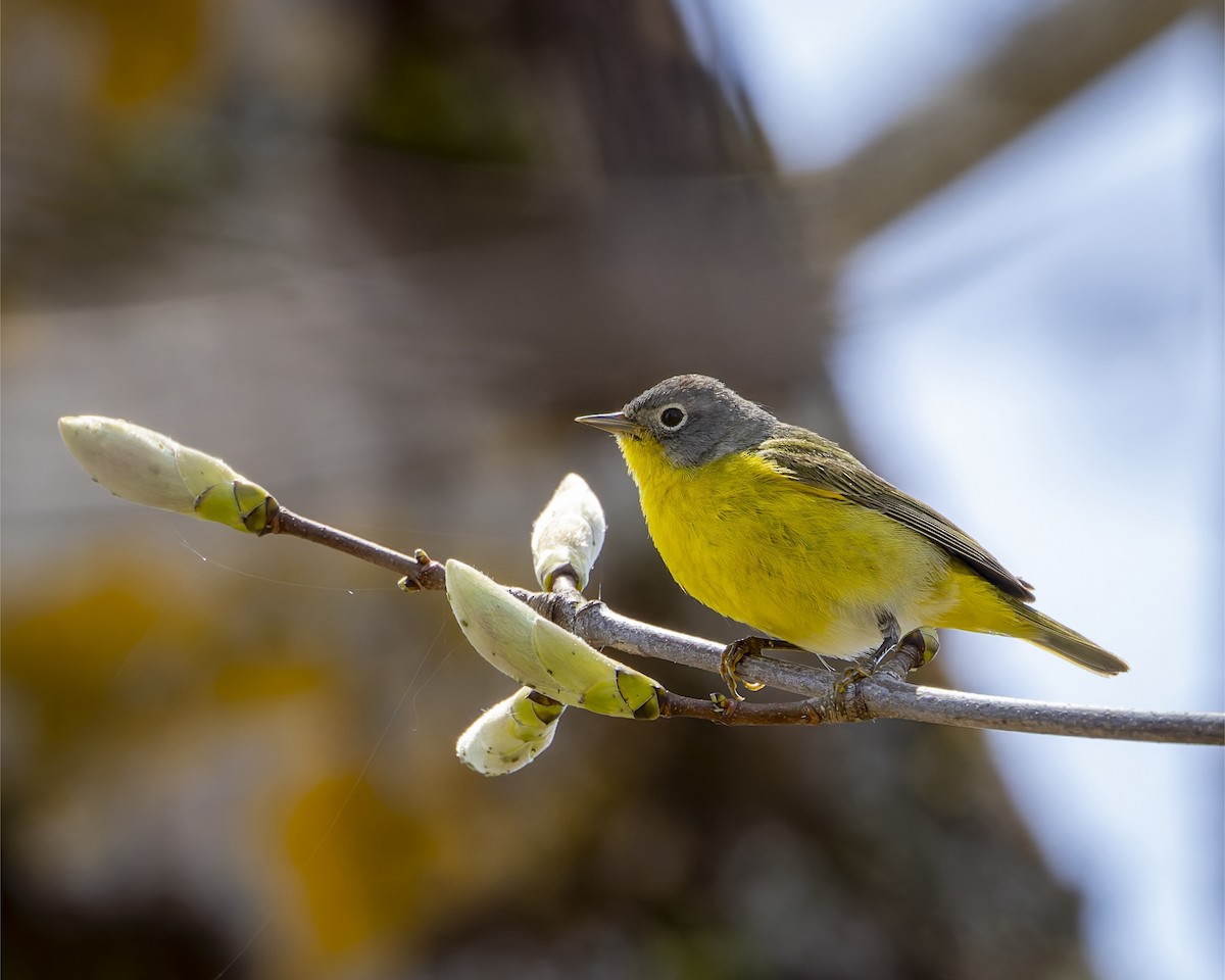 Reinita de Nashville - ML635338818