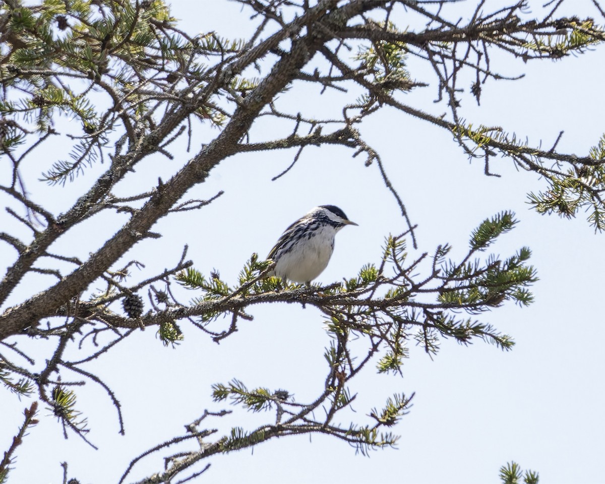 Reinita Estriada - ML635338845