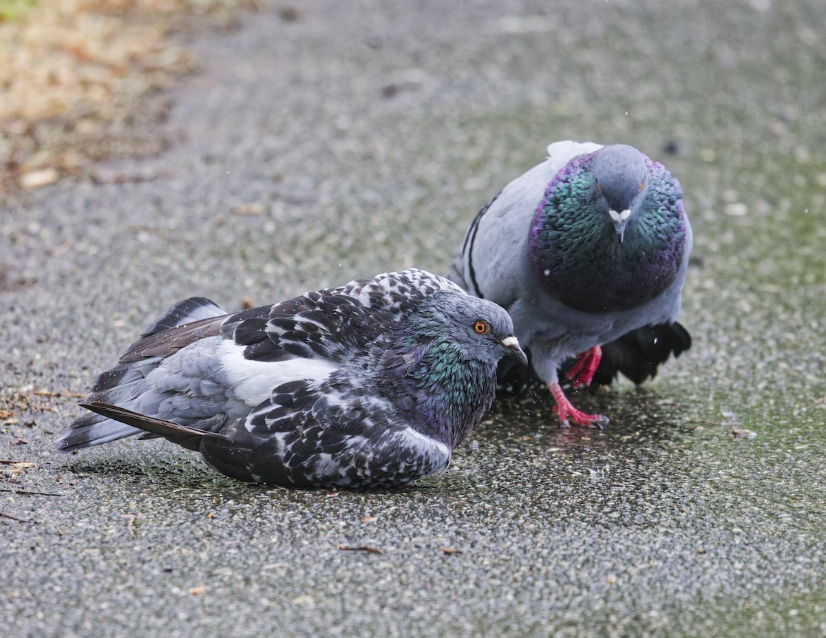Rock Pigeon (Feral Pigeon) - ML635338849