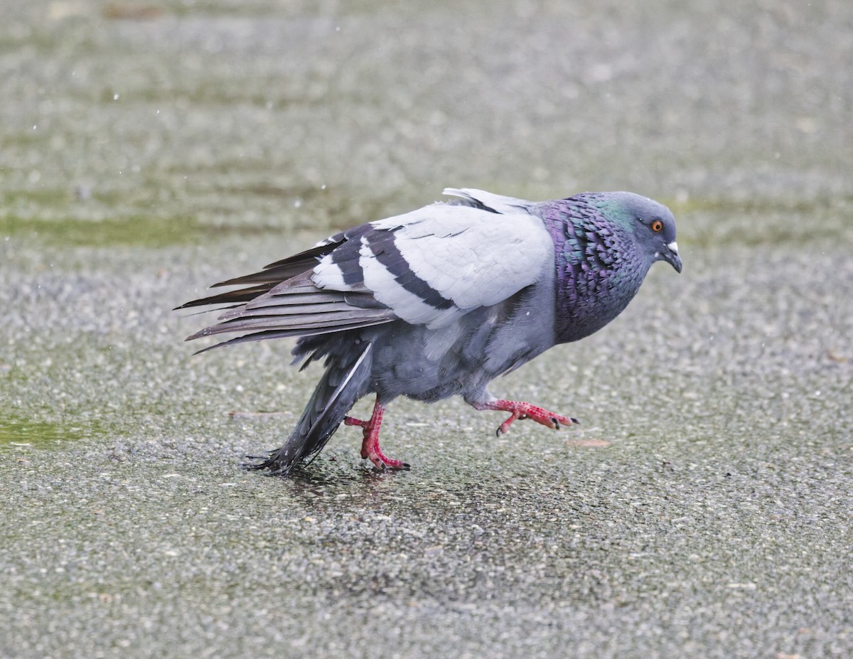 Rock Pigeon (Feral Pigeon) - ML635338850