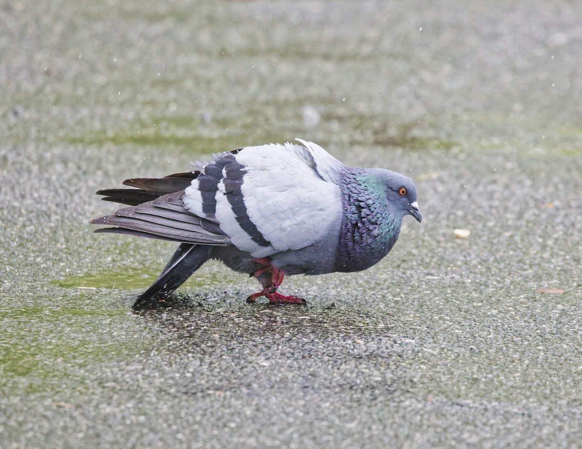 Rock Pigeon (Feral Pigeon) - ML635338851