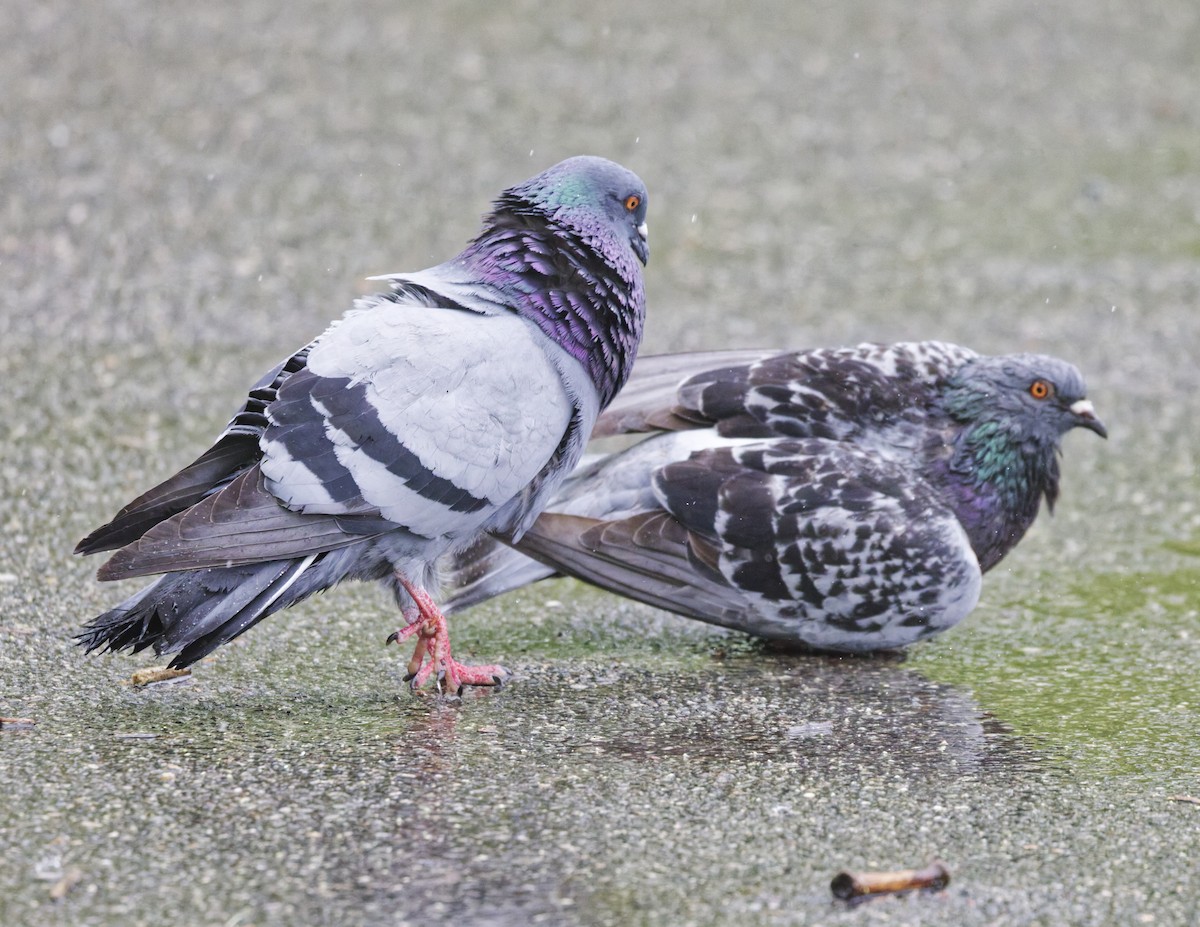 Rock Pigeon (Feral Pigeon) - ML635338852