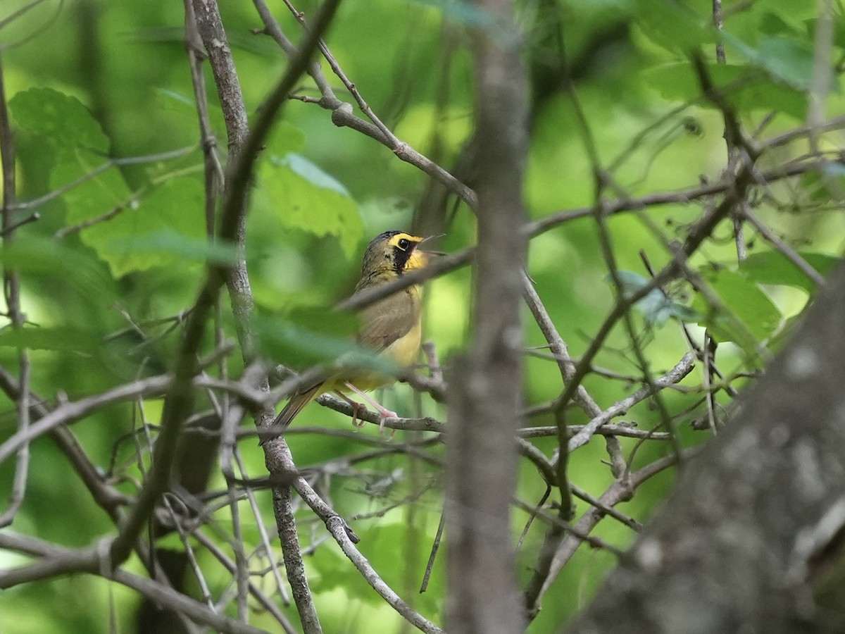 Kentucky Warbler - ML635338888