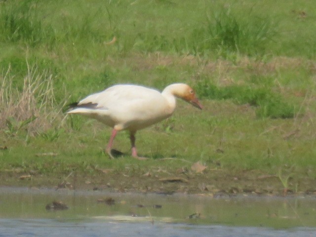 Snow Goose - ML635338896