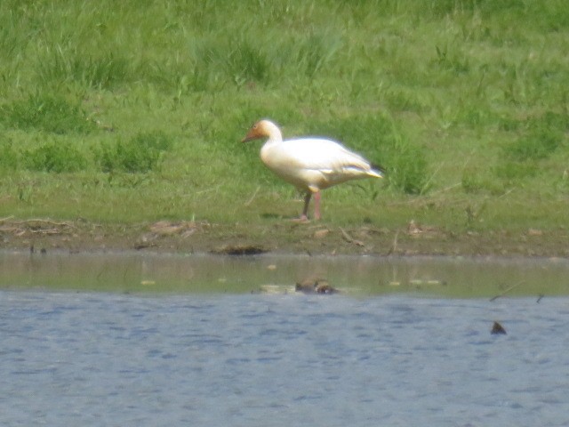 Snow Goose - ML635338905