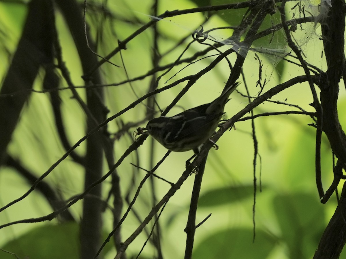 Black-and-white Warbler - ML635338917