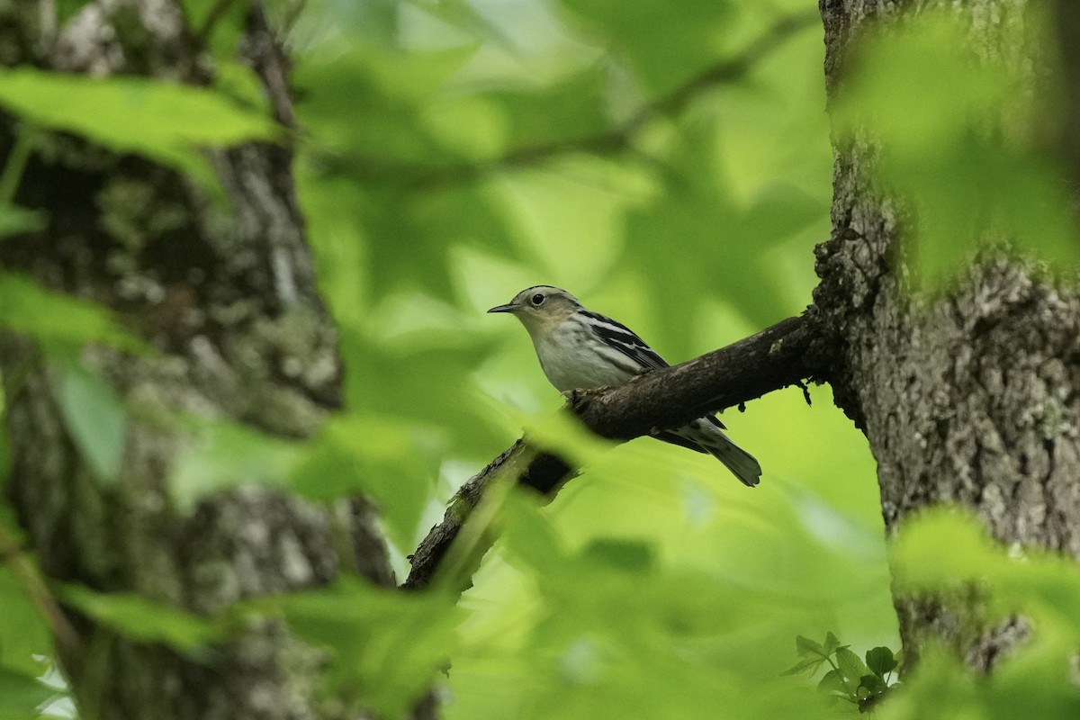 Black-and-white Warbler - ML635338918