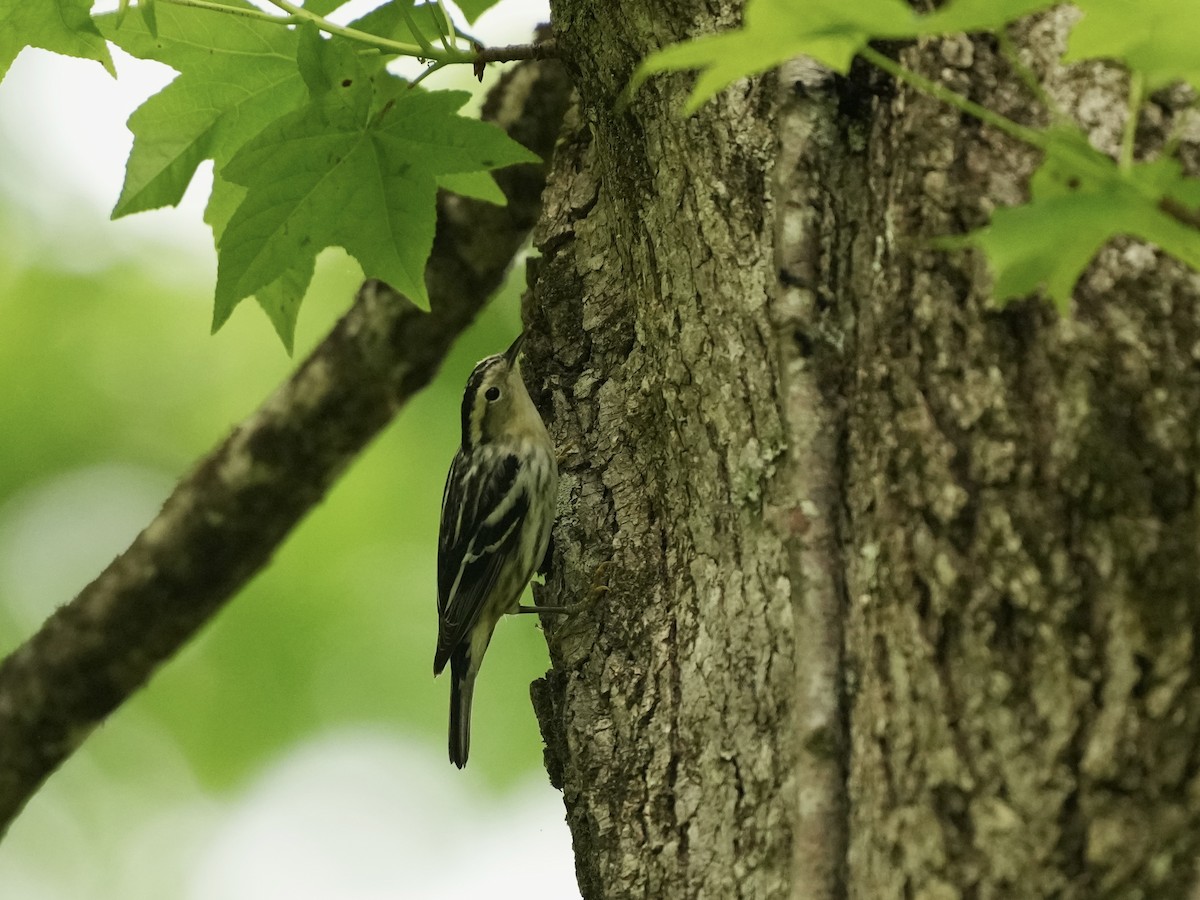 Black-and-white Warbler - ML635338919