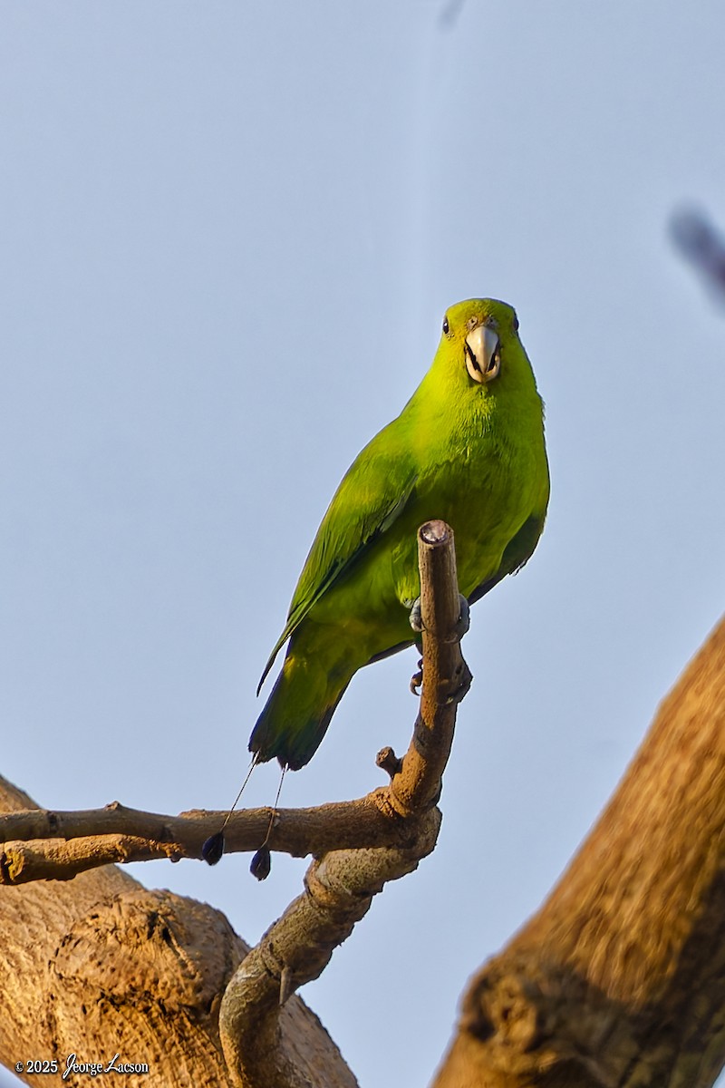 Green Racquet-tail - ML635338925