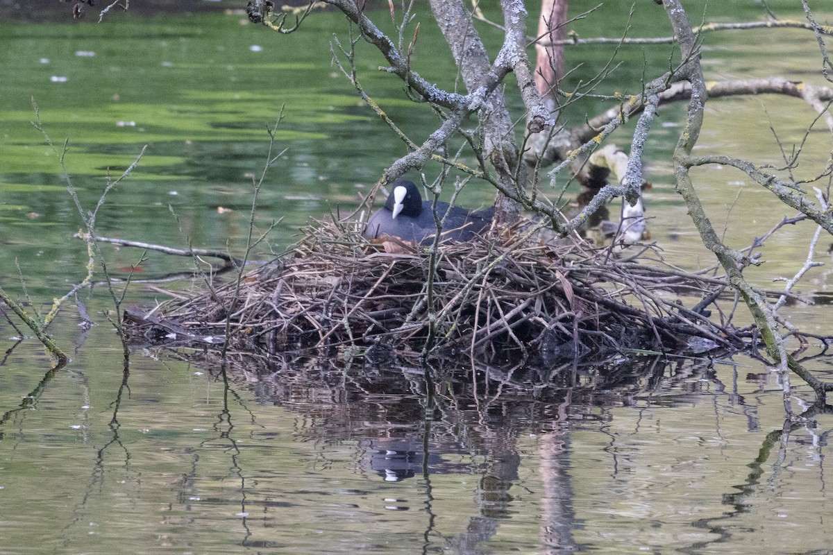 Eurasian Coot - ML635338930