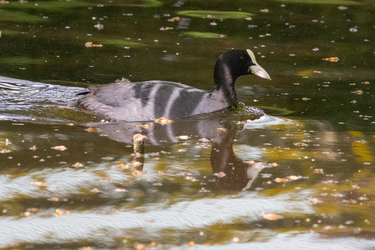 Eurasian Coot - ML635338931