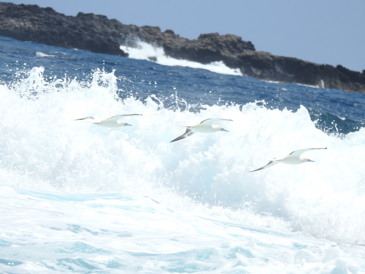 Red-footed Booby - ML635338936