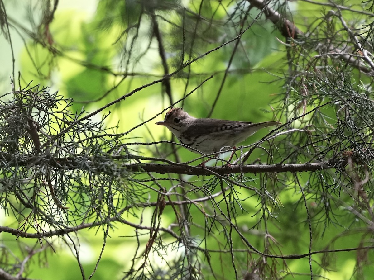 Ovenbird - ML635338938