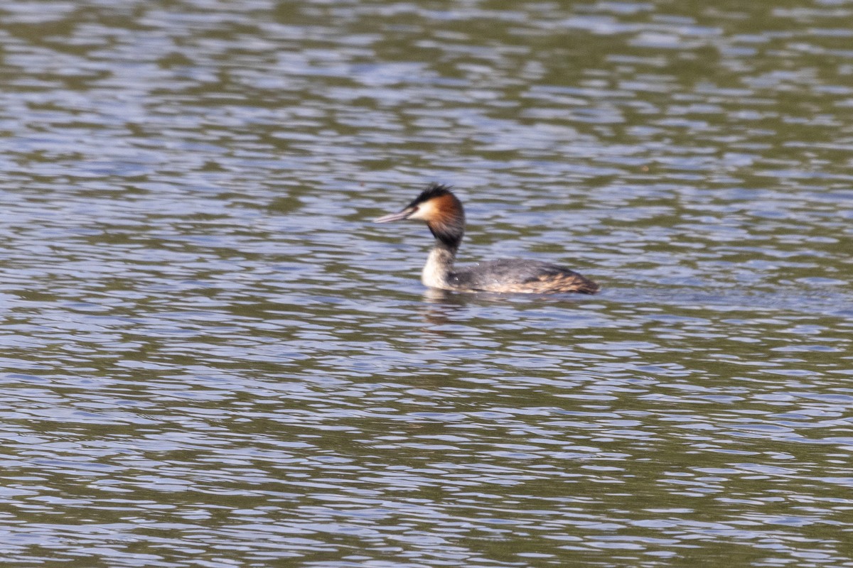 Great Crested Grebe - ML635338939