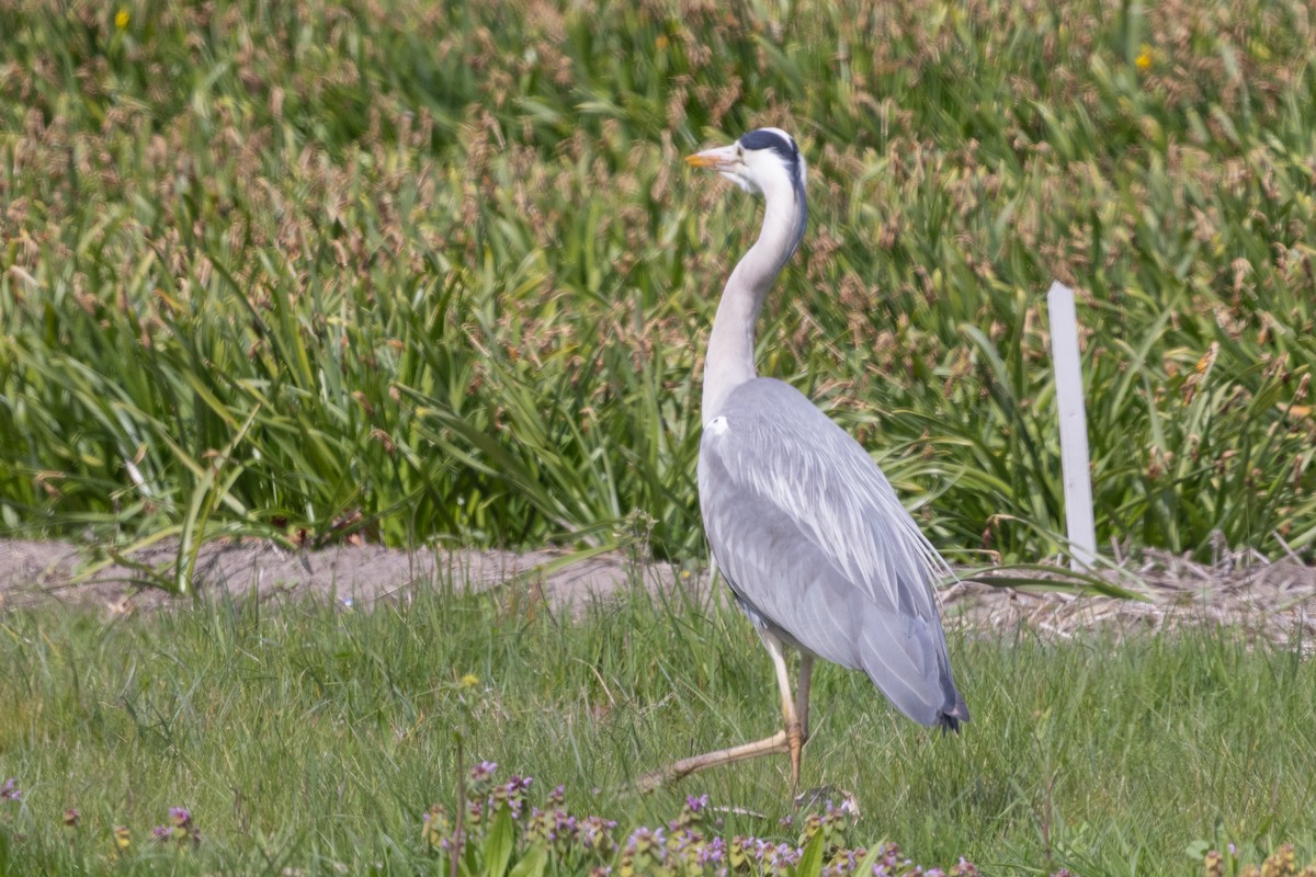 Gray Heron - ML635338947