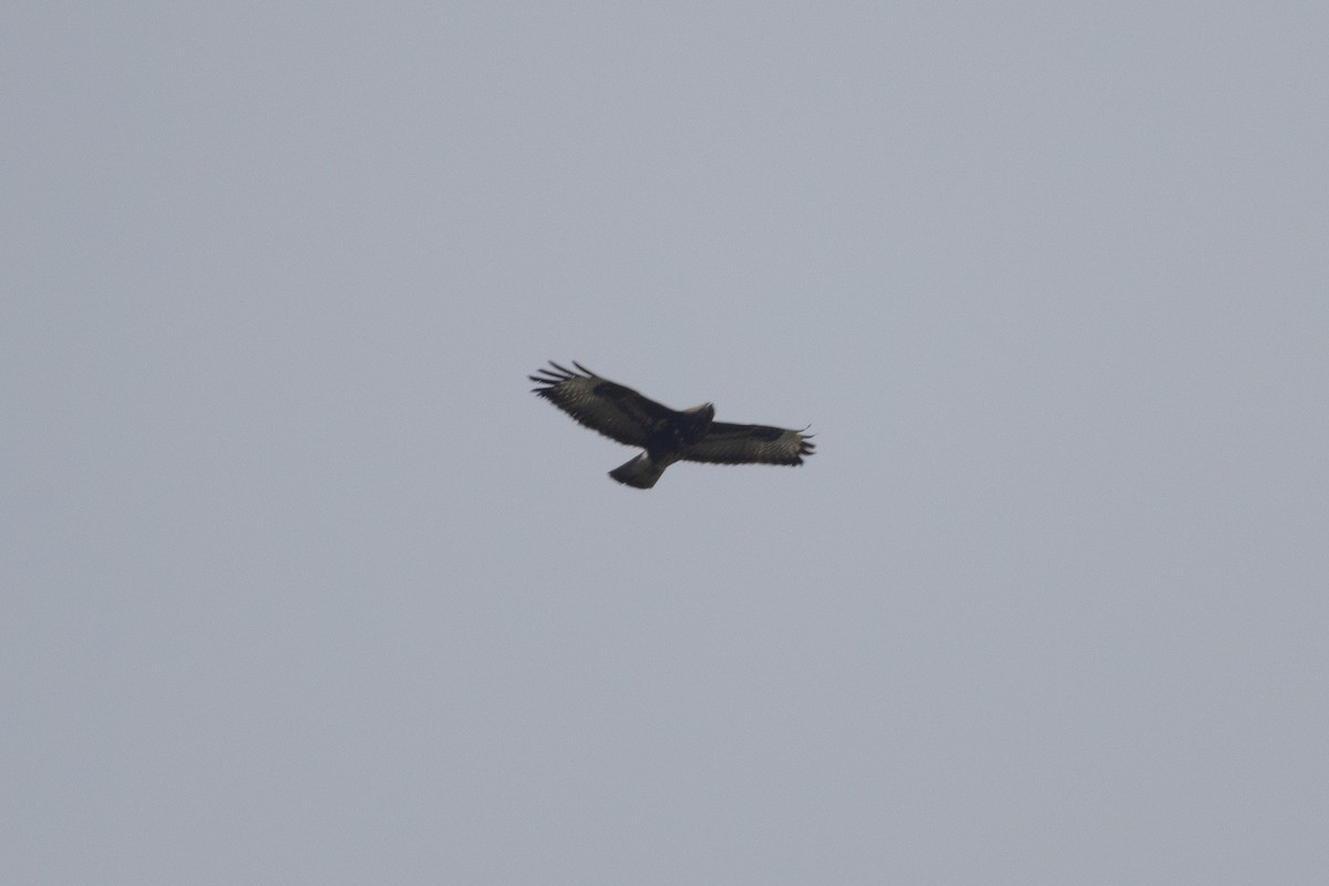 Common Buzzard - ML635338959