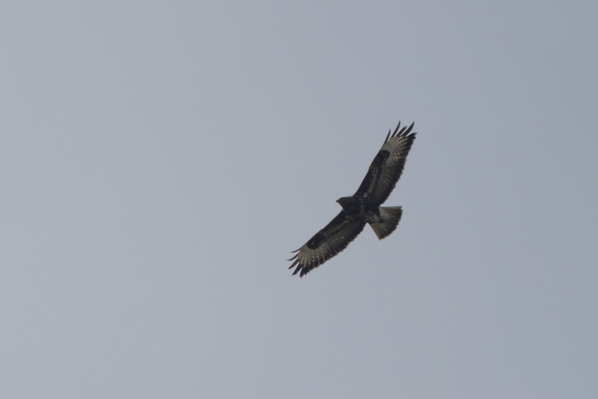 Common Buzzard - ML635338960