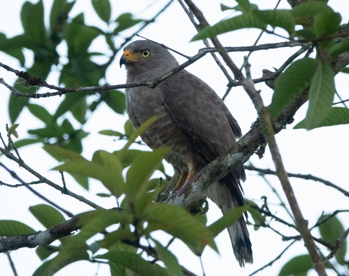 Roadside Hawk - ML635338974