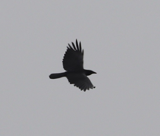Fish Crow - ML635338975