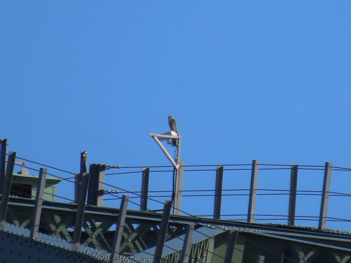 Peregrine Falcon - ML635338987