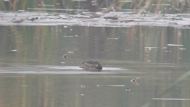 Black-headed Duck - ML635338991