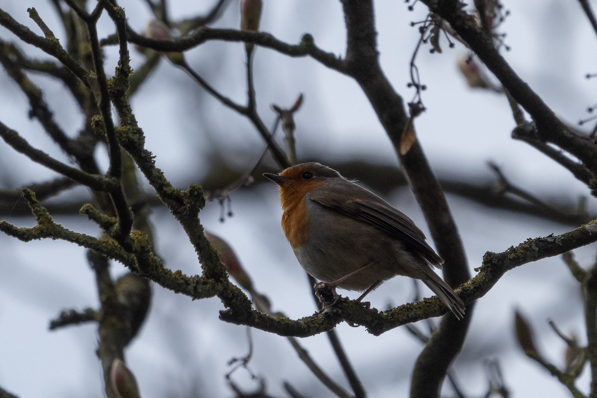 European Robin - ML635338992