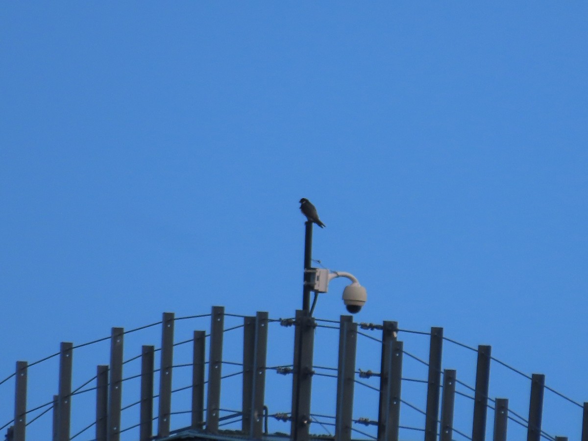 Peregrine Falcon - ML635338995