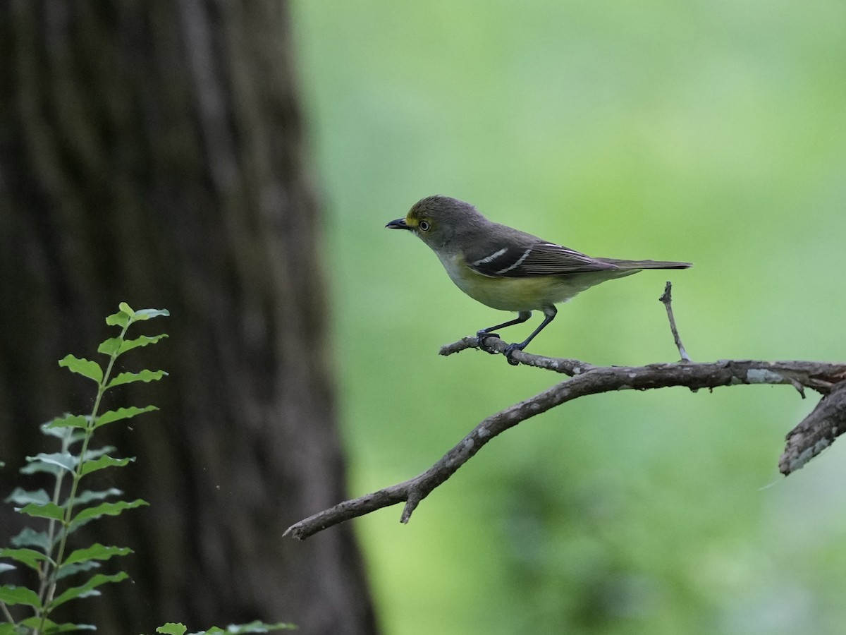 White-eyed Vireo - ML635339026