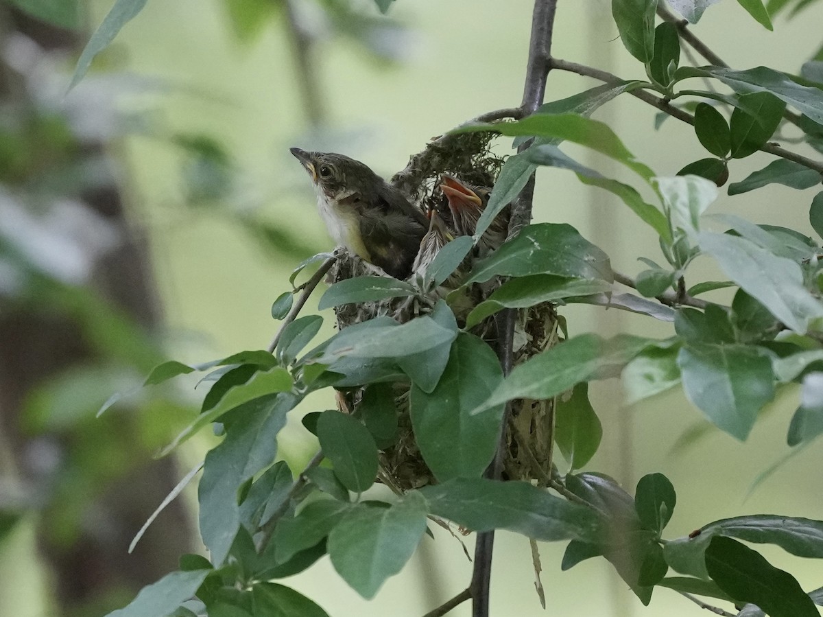 White-eyed Vireo - ML635339028