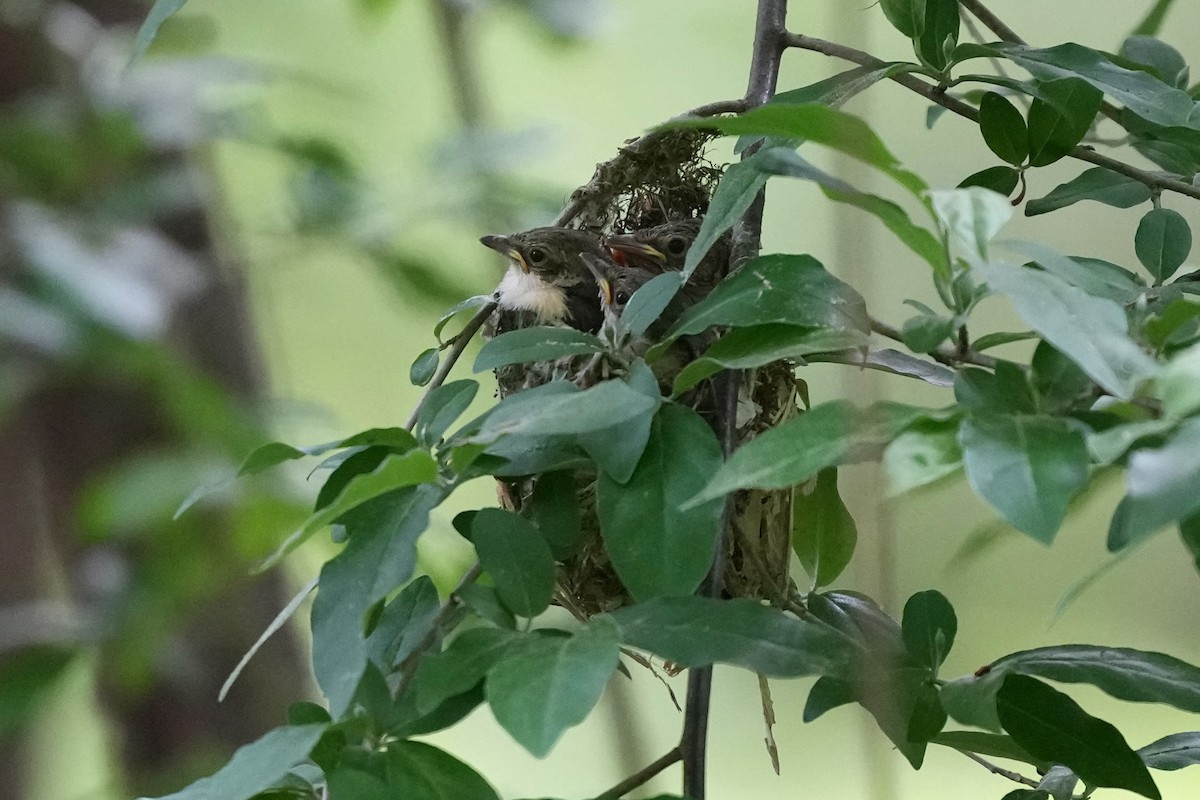 White-eyed Vireo - ML635339029