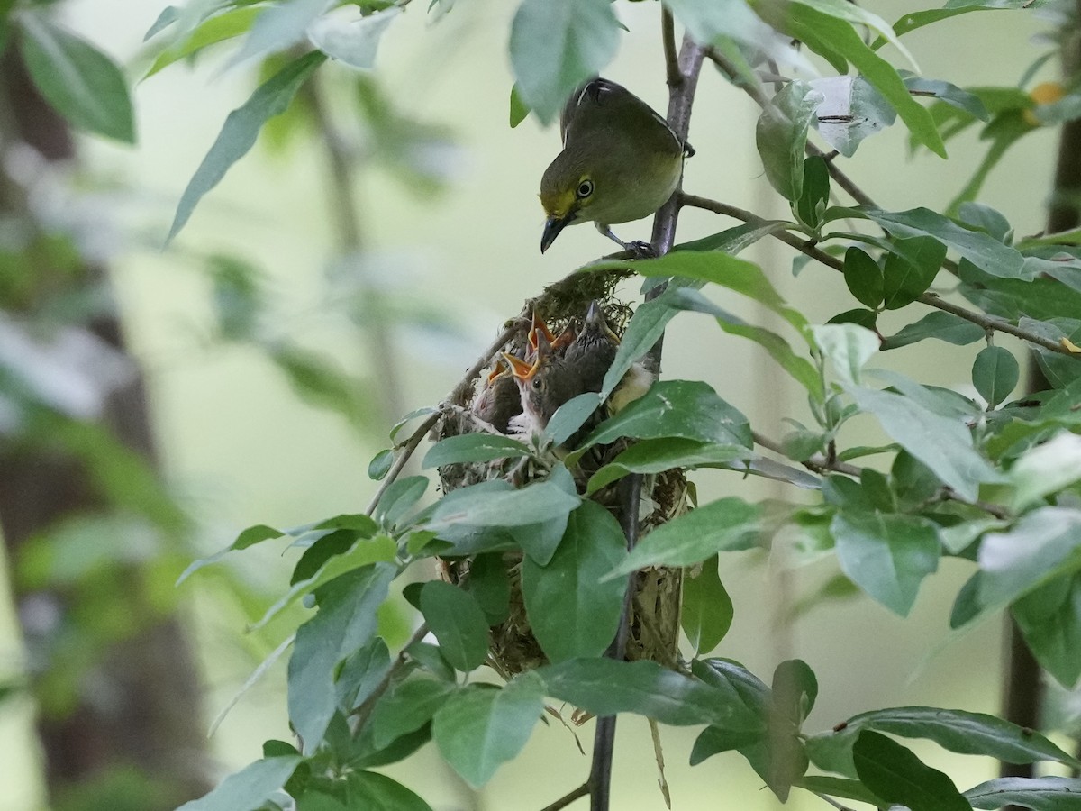 White-eyed Vireo - ML635339030