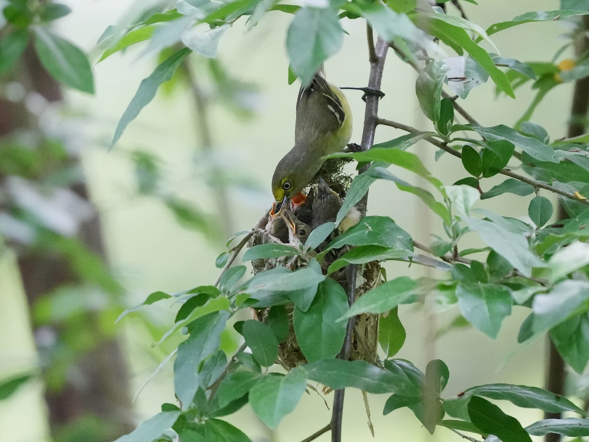 White-eyed Vireo - ML635339031