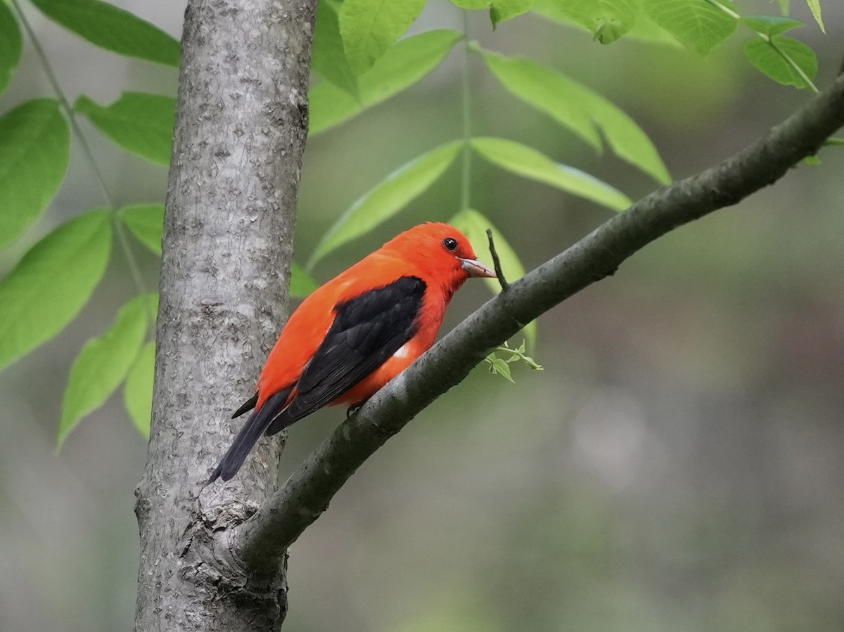 Scarlet Tanager - ML635339054
