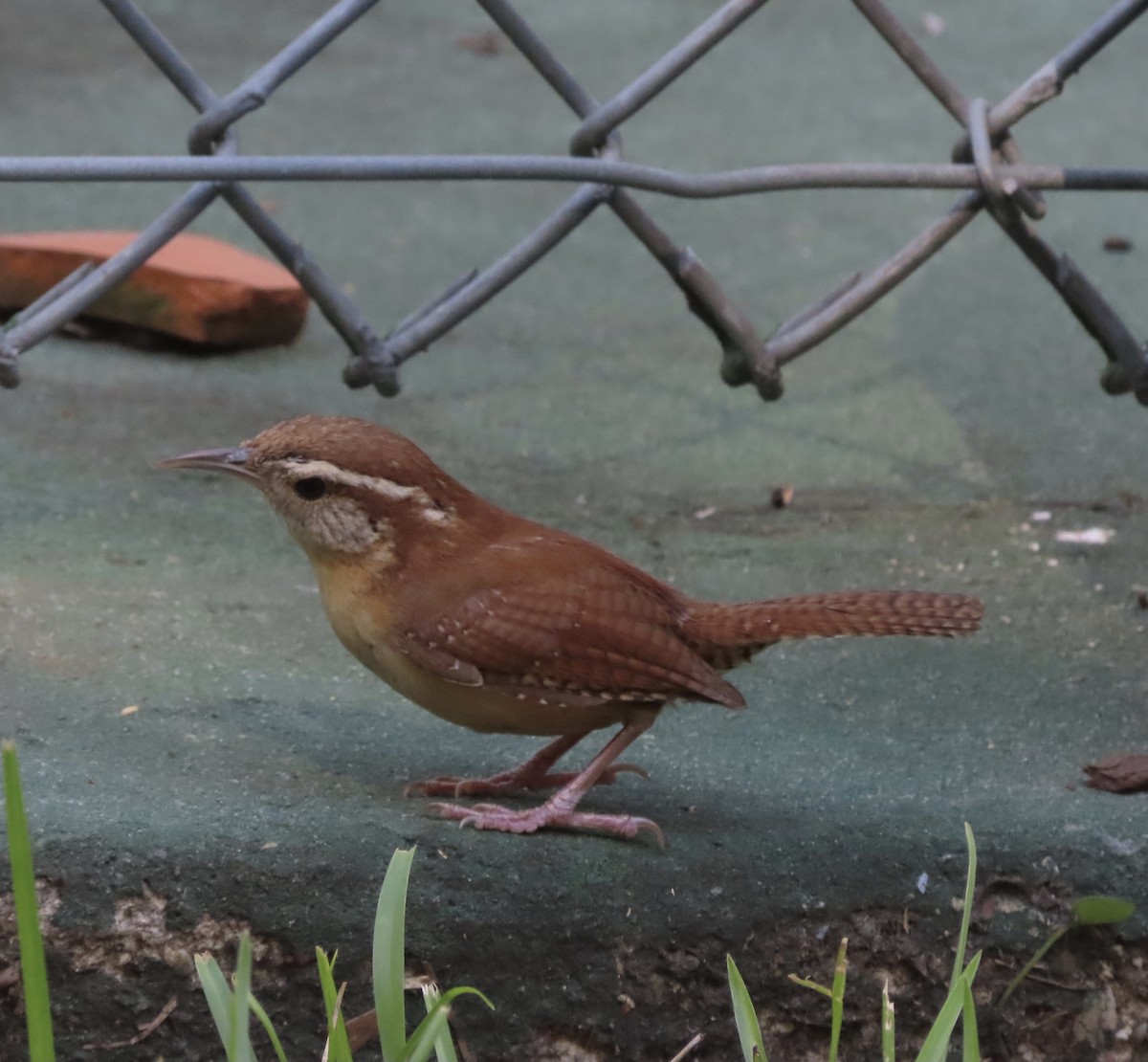 Carolina Wren - ML635339063