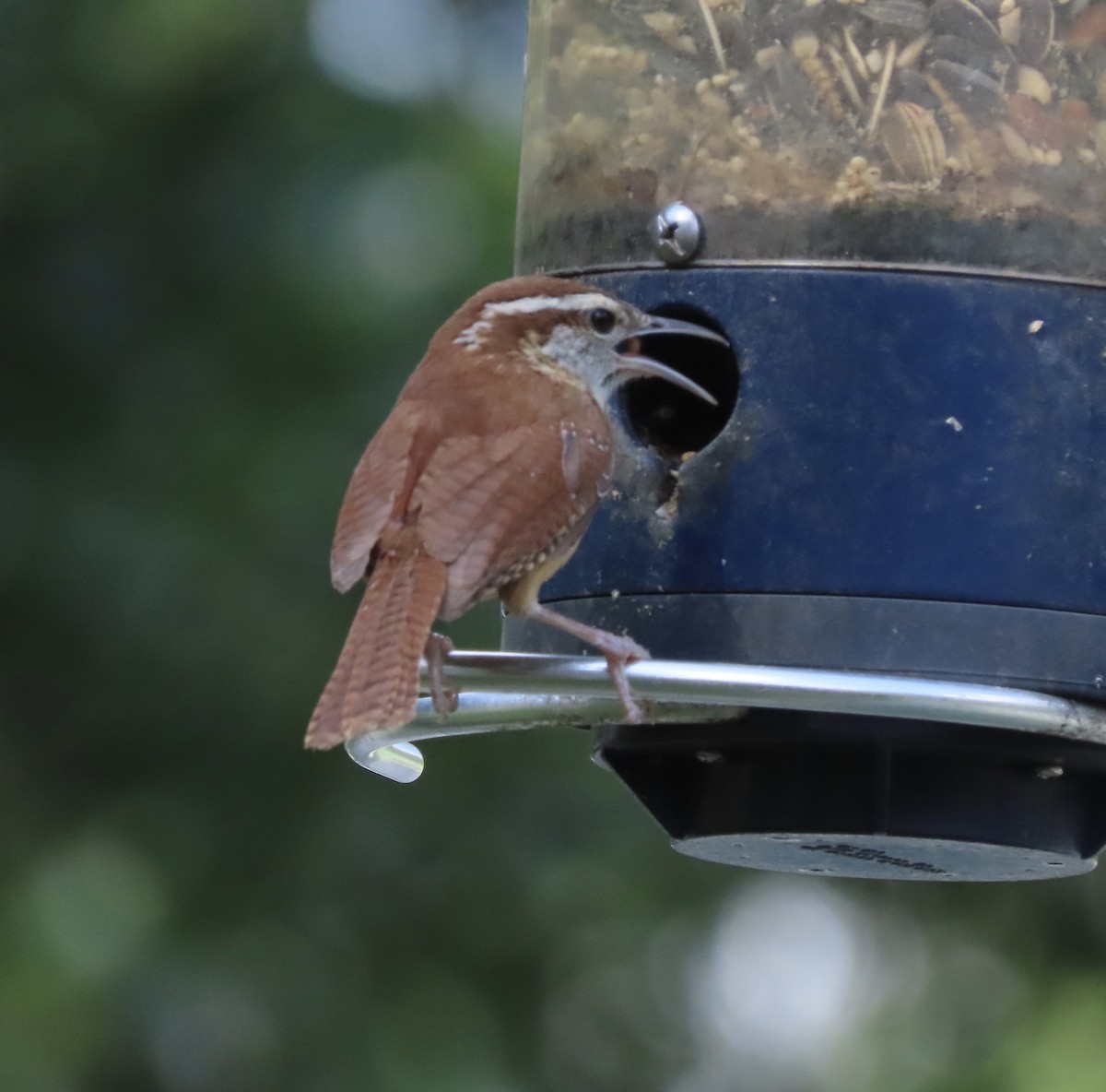Carolina Wren - ML635339064