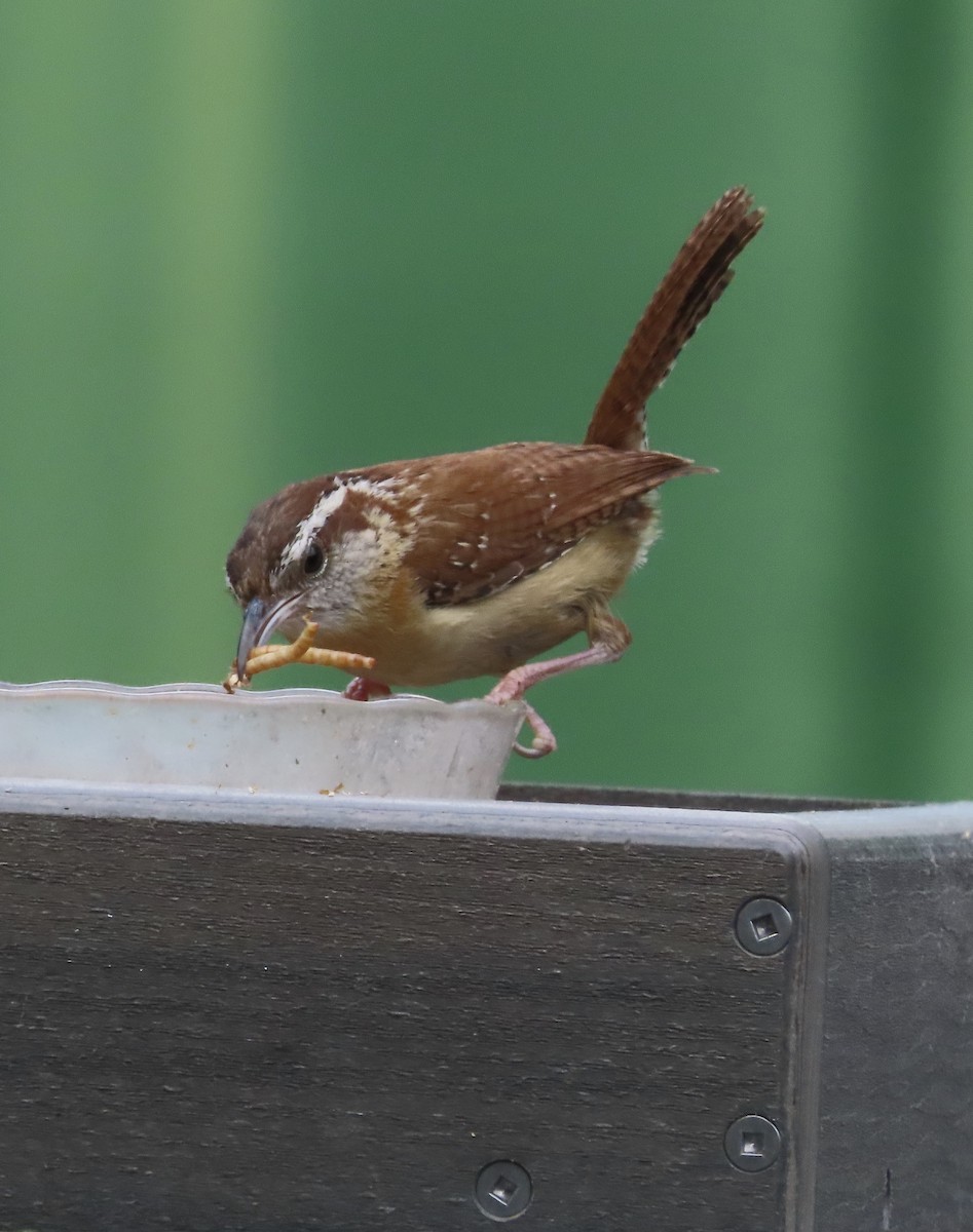 Carolina Wren - ML635339065