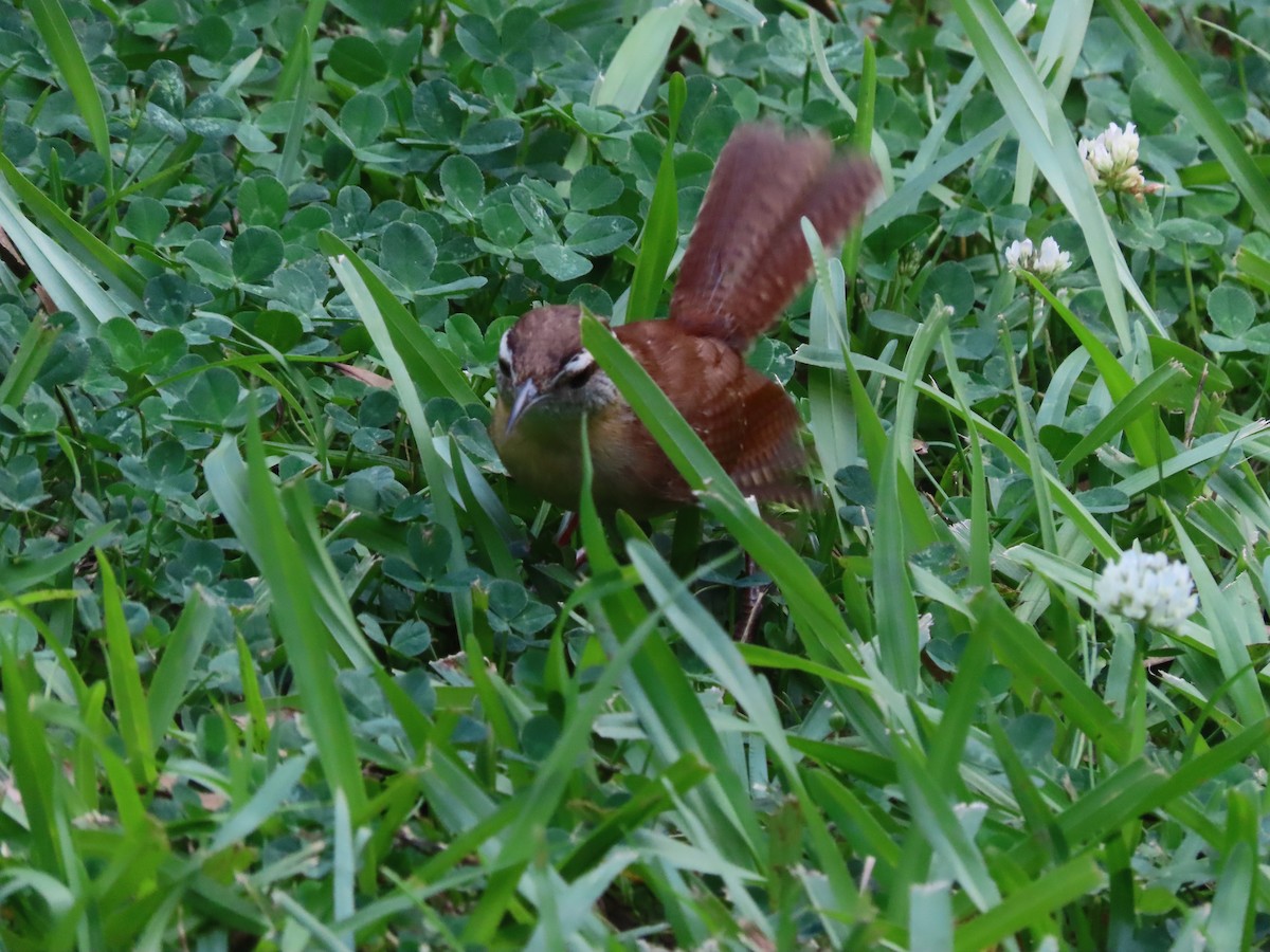 Carolina Wren - ML635339066
