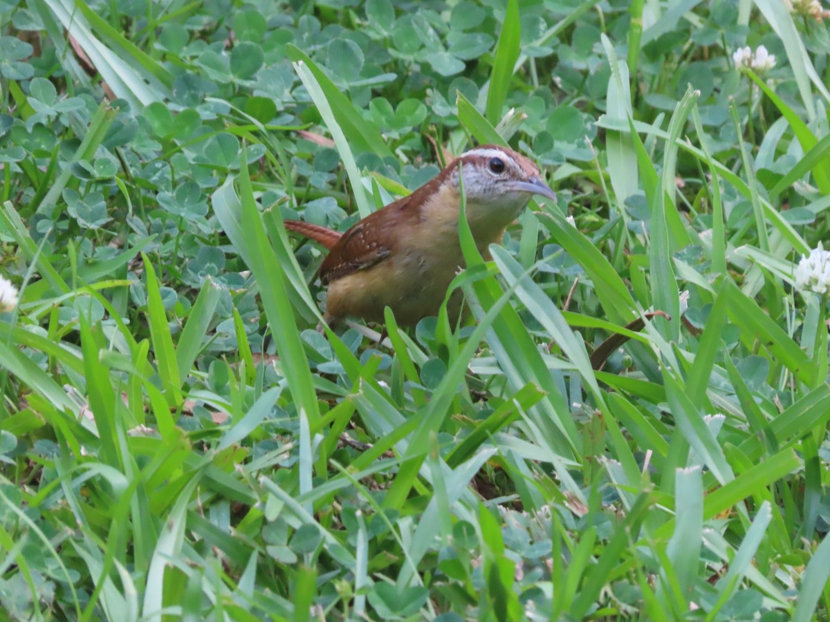 Carolina Wren - ML635339067