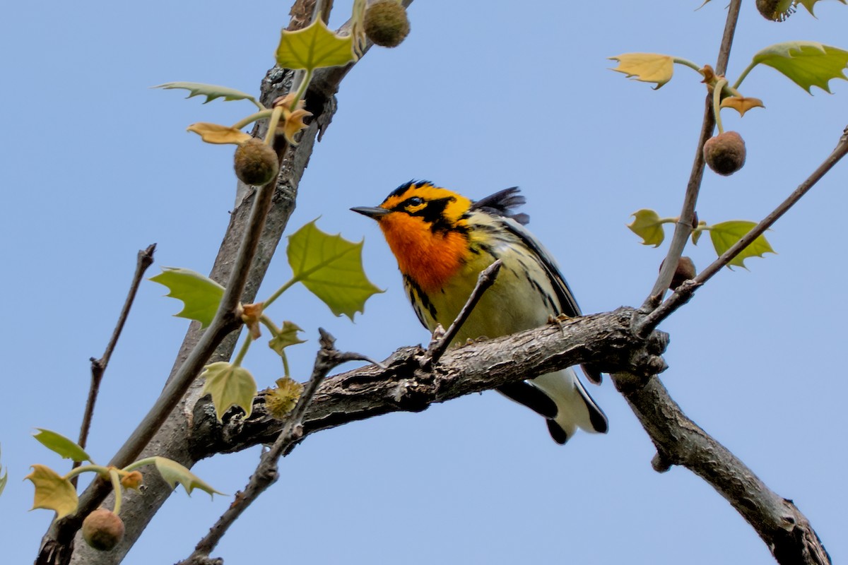 Blackburnian Warbler - ML635339069