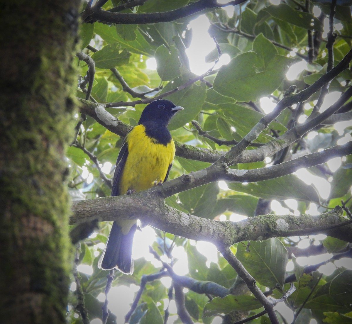 Hooded Berryeater - ML635339090