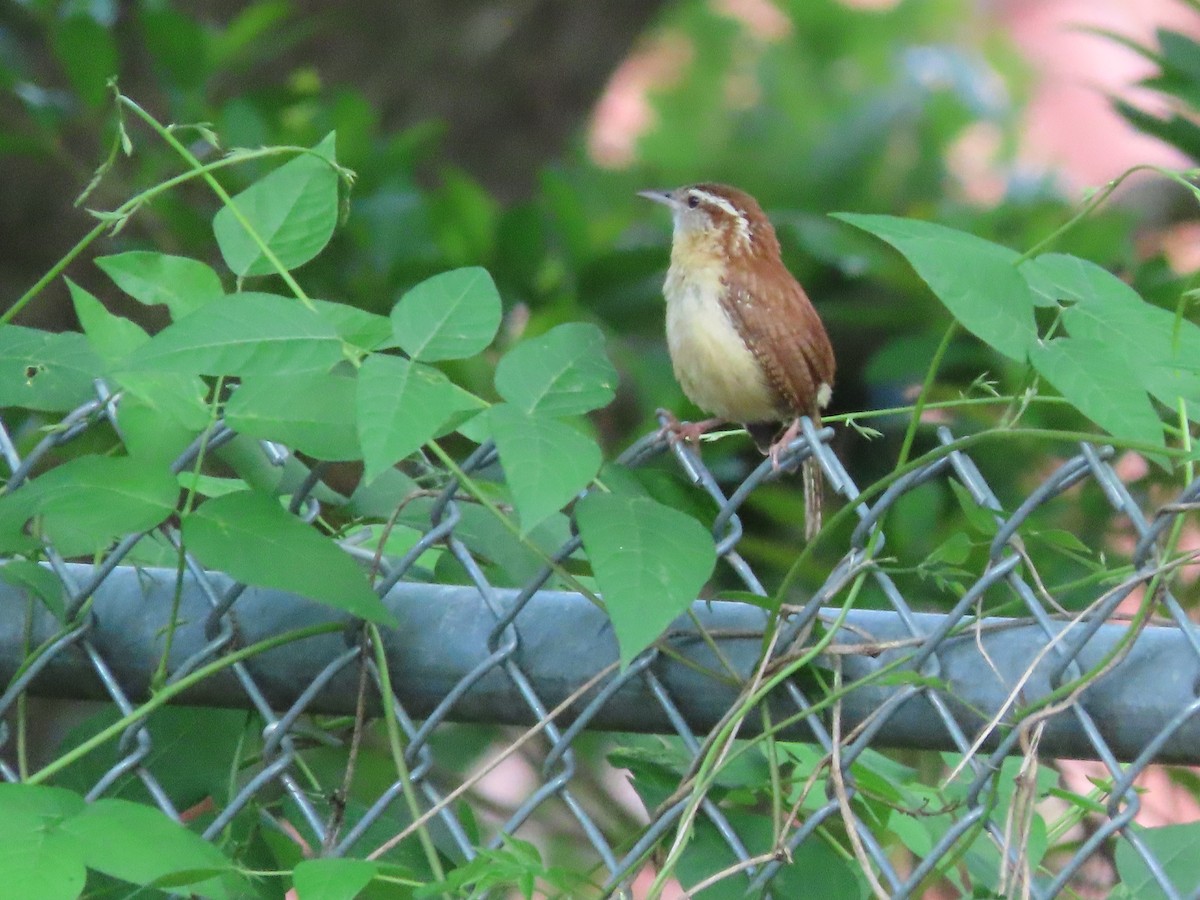 Carolina Wren - ML635339100