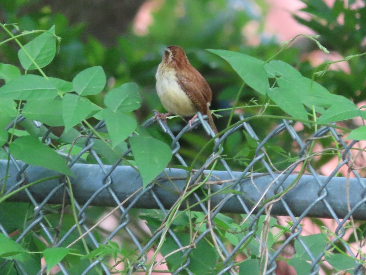 Carolina Wren - ML635339101