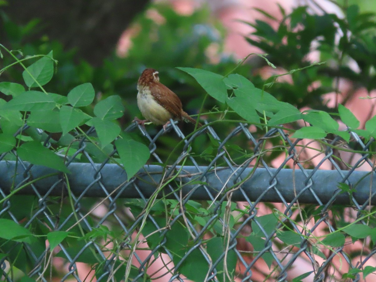 Carolina Wren - ML635339102