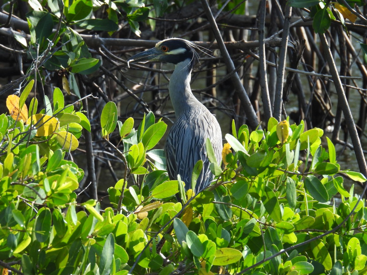 Yellow-crowned Night Heron - ML635339119