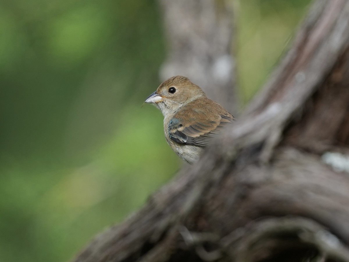 Indigo Bunting - ML635339124