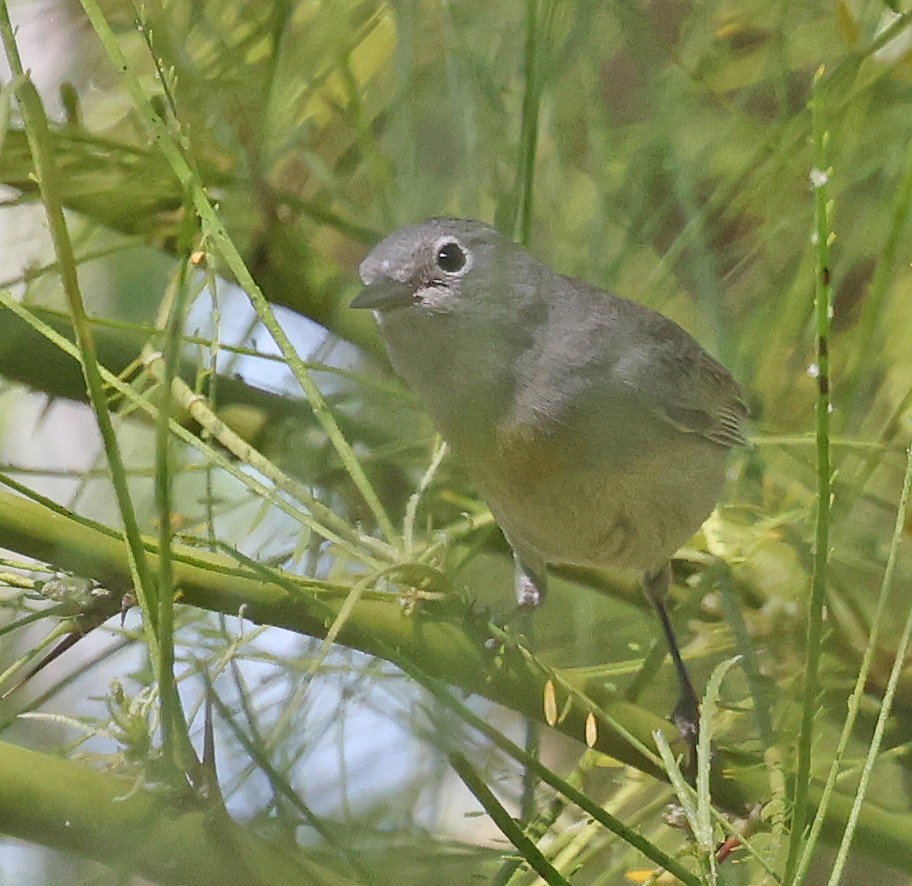 Virginia's Warbler - ML635339125