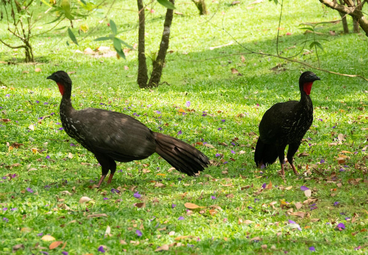 Crested Guan - ML635339142