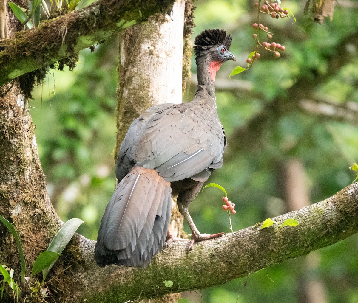 Crested Guan - ML635339143